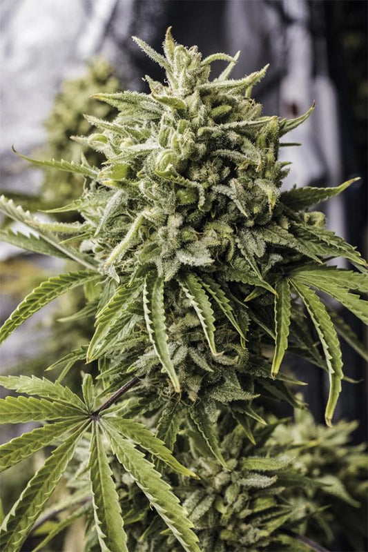 Aeroponica, Autocoltivazione, AUTOFIORENTI, Brands_Humboldt Seeds, Coltivazione, Idroponica, Indoor, Outdoor, Semi, Semi da collezione, THC, Tipo_Auto Fiorenti - doisgrowshop.it