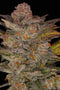 Aeroponica, Autocoltivazione, Brands_Humboldt Seeds, Coltivazione, FEMMINIZZATI, Idroponica, Indoor, Outdoor, Semi, Semi da collezione, THC, Tipo_Femminizzati - doisgrowshop.it