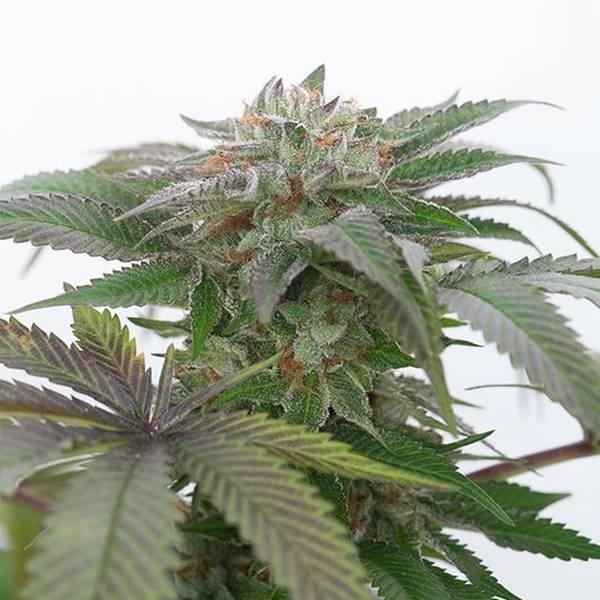 Aeroponica, Autocoltivazione, Brands_Humboldt Seeds, Coltivazione, FEMMINIZZATI, Idroponica, Indoor, Outdoor, Semi, Semi da collezione, THC, Tipo_Femminizzati - doisgrowshop.it