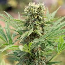 Aeroponica, Autocoltivazione, Brands_Humboldt Seeds, Coltivazione, FEMMINIZZATI, Idroponica, Indoor, Outdoor, Semi, Semi da collezione, THC, Tipo_Femminizzati - doisgrowshop.it