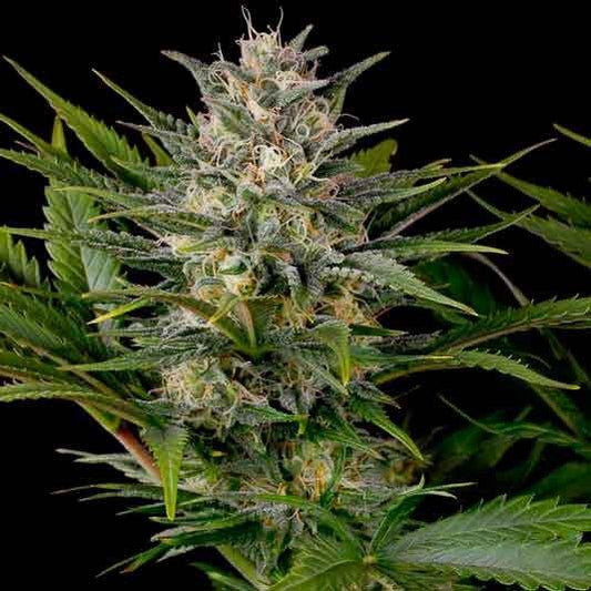 Aeroponica, Autocoltivazione, Brands_Humboldt Seeds, Coltivazione, FEMMINIZZATI, Idroponica, Indoor, Outdoor, Semi, Semi da collezione, THC, Tipo_Femminizzati - doisgrowshop.it