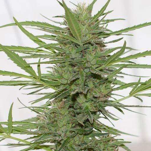 Aeroponica, Autocoltivazione, Brands_Humboldt Seeds, Coltivazione, FEMMINIZZATI, Idroponica, Indoor, Outdoor, Semi, Semi da collezione, THC, Tipo_Femminizzati - doisgrowshop.it