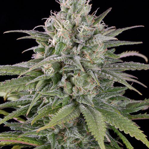 Aeroponica, Autocoltivazione, AUTOFIORENTI, Brands_Humboldt Seeds, Coltivazione, Idroponica, Indoor, Outdoor, Semi, Semi da collezione, THC, Tipo_Auto Fiorenti - doisgrowshop.it