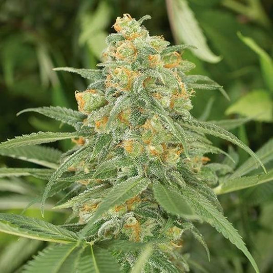 Aeroponica, Autocoltivazione, Brands_Humboldt Seeds, Coltivazione, FEMMINIZZATI, Idroponica, Indoor, Outdoor, Semi, THC, Tipo_Femminizzati - doisgrowshop.it
