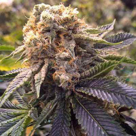Aeroponica, Autocoltivazione, Brands_Humboldt Seeds, Coltivazione, FEMMINIZZATI, Idroponica, Indoor, Outdoor, Semi, THC, Tipo_Femminizzati - doisgrowshop.it