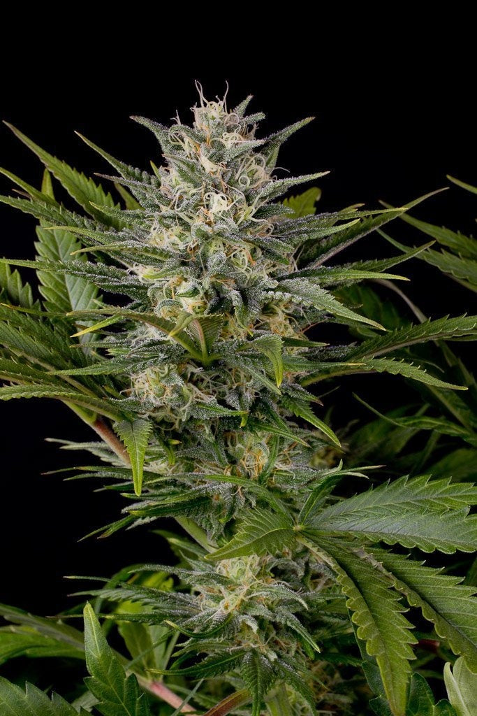 Aeroponica, Autocoltivazione, Brands_Humboldt Seeds, Coltivazione, FEMMINIZZATI, Idroponica, Indoor, Outdoor, Semi, THC, Tipo_Femminizzati - doisgrowshop.it