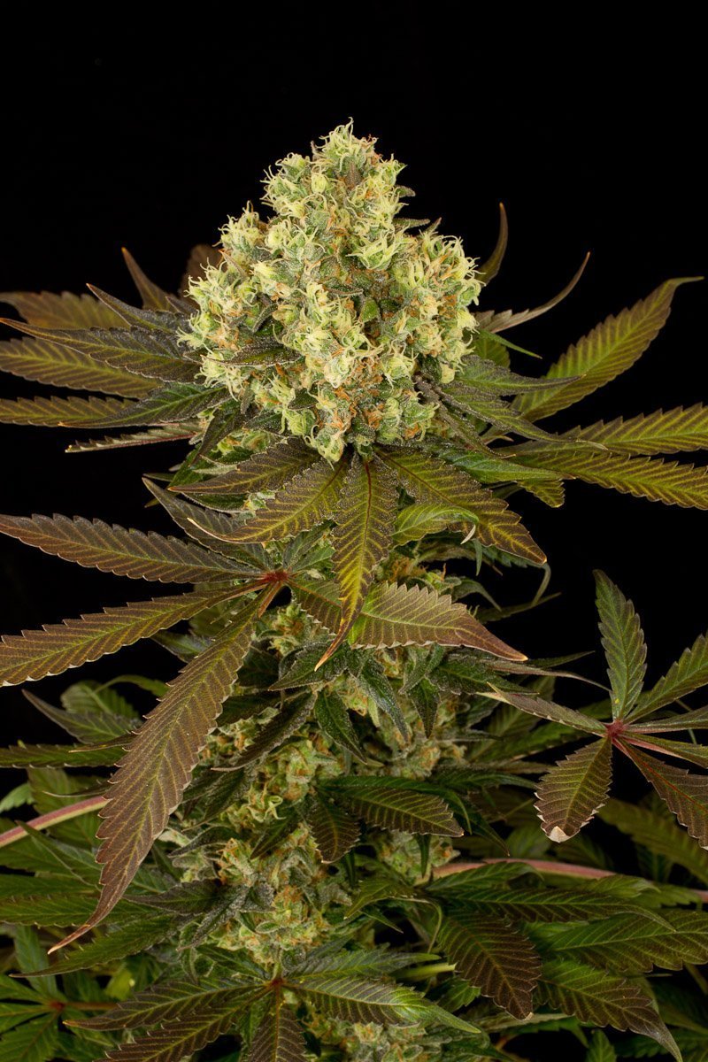 Aeroponica, Autocoltivazione, Brands_Humboldt Seeds, Coltivazione, FEMMINIZZATI, Idroponica, Indoor, Outdoor, Semi, THC, Tipo_Femminizzati - doisgrowshop.it