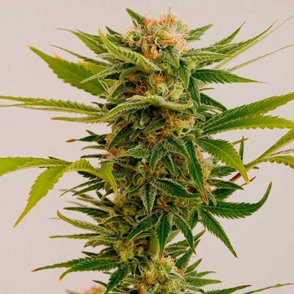 Aeroponica, Autocoltivazione, Brands_Humboldt Seeds, Coltivazione, FEMMINIZZATI, Idroponica, Indoor, Outdoor, Semi, THC, Tipo_Femminizzati - doisgrowshop.it