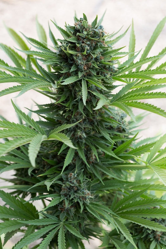 Aeroponica, Autocoltivazione, AUTOFIORENTI, Brands_Humboldt Seeds, Coltivazione, Idroponica, Indoor, Outdoor, Semi, THC, Tipo_Auto Fiorenti - doisgrowshop.it