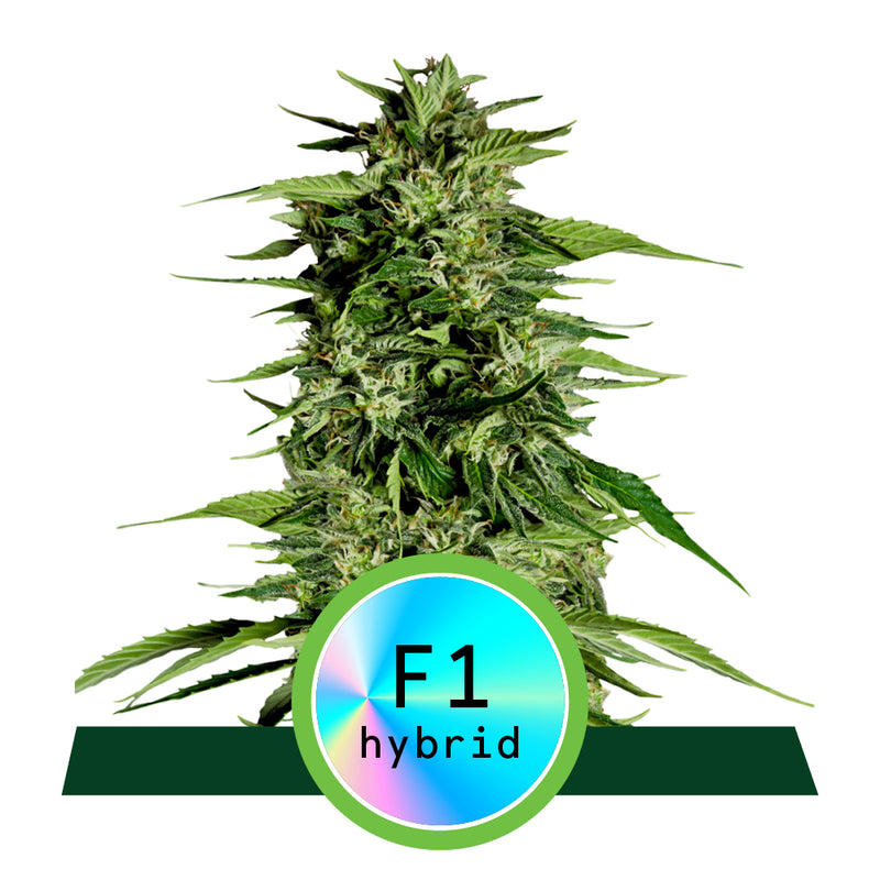 Royal Queen Seeds Hyperion F1 Automatic