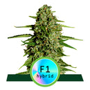 Royal Queen Seeds Medusa F1 Automatic