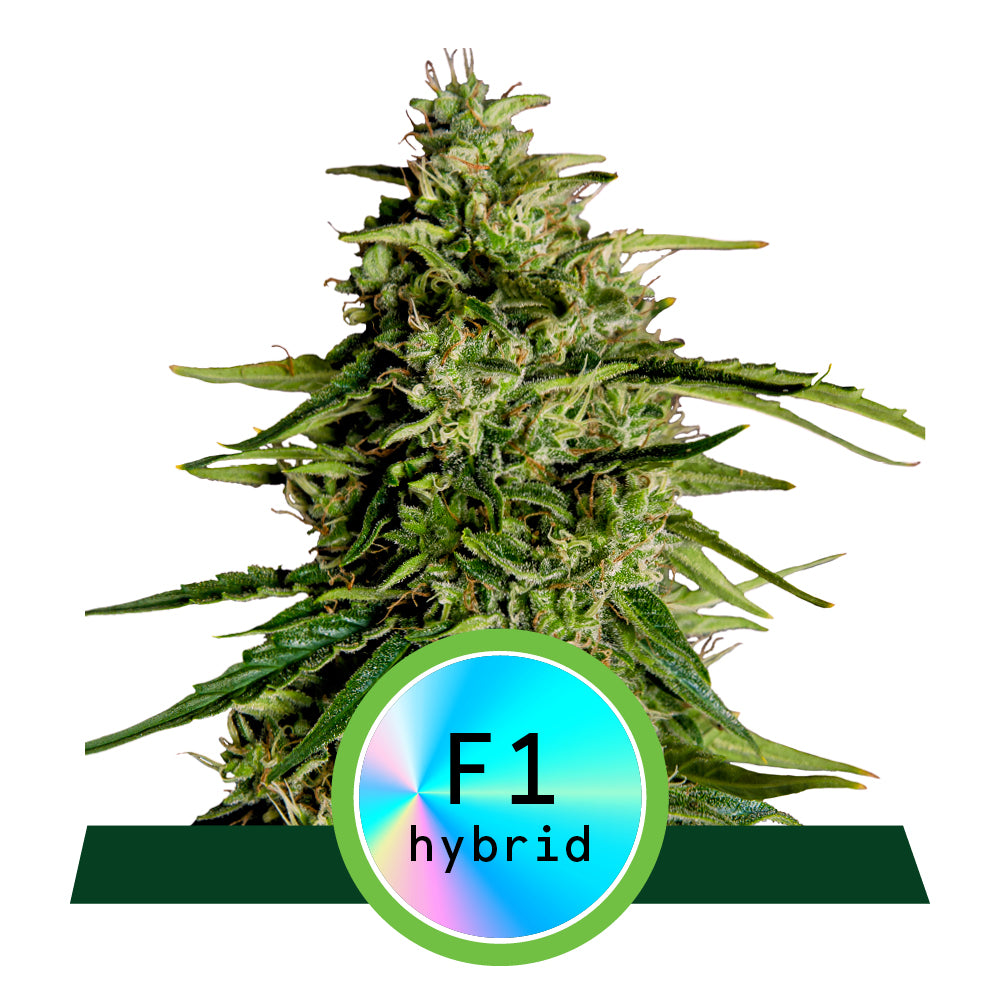 Royal Queen Seeds Milky Way F1 Automatic