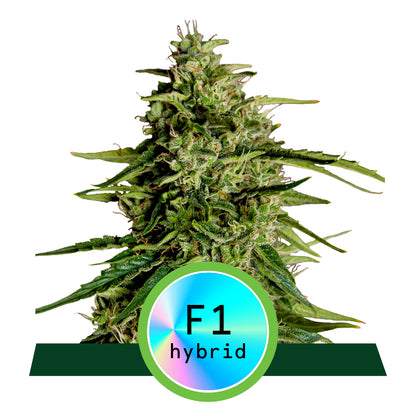 Royal Queen Seeds Milky Way F1 Automatic