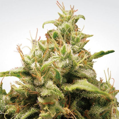 Aeroponica, Brands_Paradise Seeds, CBD, Coltivazione, FEMMINIZZATI, Idroponica, Indoor, Opium, Outdoor, Semi, THC, Tipo_Femminizzati - doisgrowshop.it