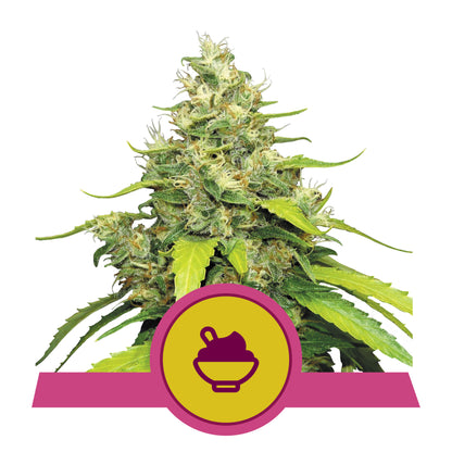 Royal Queen Seeds Blue Gelato