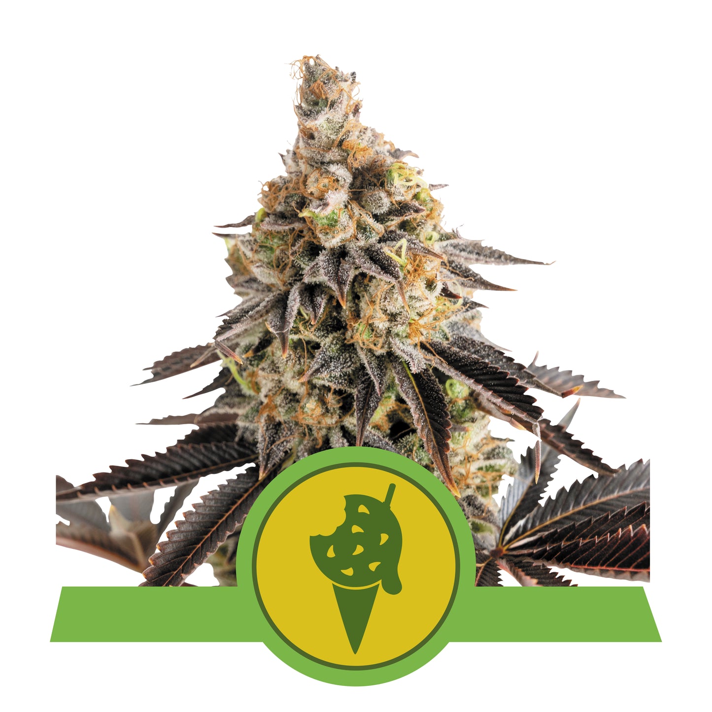 Royal Queen Seeds Cookies Gelato Automatic