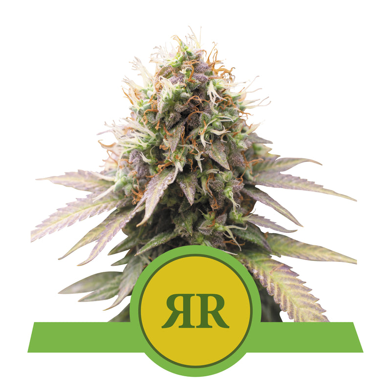 Royal Queen Seeds Royal Runtz Automatic