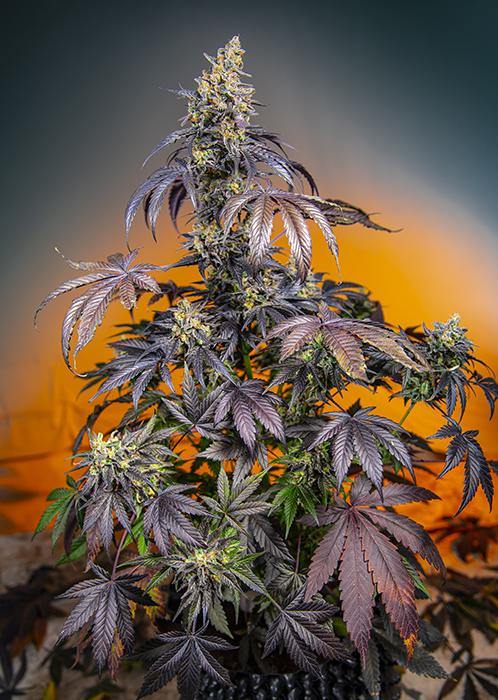 Aeroponica, AUTOFIORENTI, Brands_Sweet Seeds, CBD, Coltivazione, Idroponica, Indoor, Outdoor, Red Gorilla Girl XL Auto, Semi, Semi da collezione, THC, Tipo_Auto Fiorenti - doisgrowshop.it
