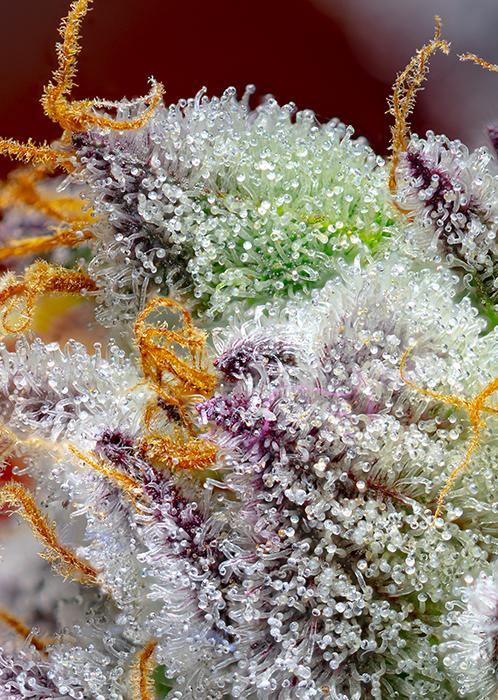 Aeroponica, AUTOFIORENTI, Brands_Sweet Seeds, CBD, Coltivazione, Idroponica, Indoor, Outdoor, Red Gorilla Girl XL Auto, Semi, Semi da collezione, THC, Tipo_Auto Fiorenti - doisgrowshop.it