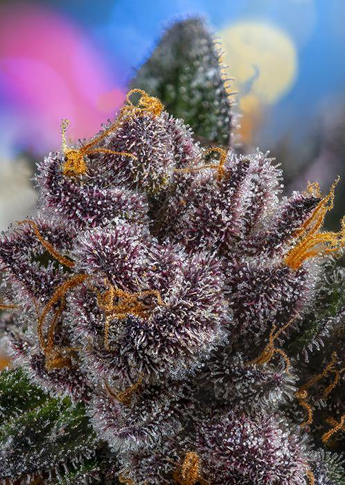 Aeroponica, AUTOFIORENTI, Brands_Sweet Seeds, CBD, Coltivazione, Idroponica, Indoor, Outdoor, Red Strawberry Banana Auto, Semi, Semi da collezione, THC, Tipo_Auto Fiorenti - doisgrowshop.it