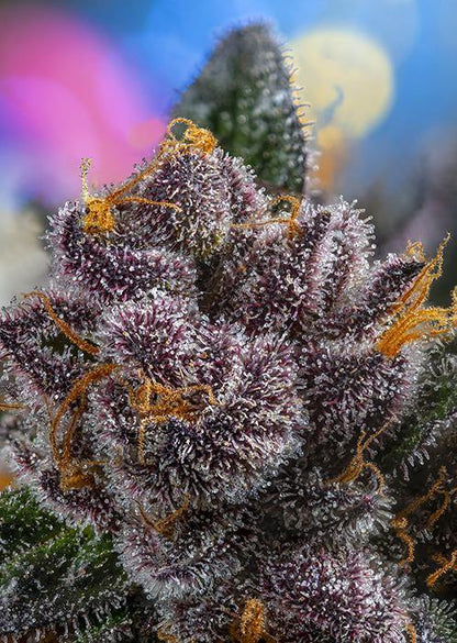 Aeroponica, AUTOFIORENTI, Brands_Sweet Seeds, CBD, Coltivazione, Idroponica, Indoor, Outdoor, Red Strawberry Banana Auto, Semi, Semi da collezione, THC, Tipo_Auto Fiorenti - doisgrowshop.it