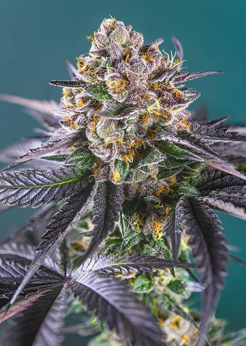 Aeroponica, AUTOFIORENTI, Brands_Sweet Seeds, CBD, Coltivazione, Idroponica, Indoor, Outdoor, Red Strawberry Banana Auto, Semi, Semi da collezione, THC, Tipo_Auto Fiorenti - doisgrowshop.it