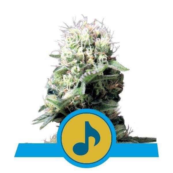 Aeroponica, Autocoltivazione, Brands_Royal Queen Seeds, cbd, Coltivazione, Idroponica, Indoor, Outdoor, Semi, Semi da collezione, THC, Tipo_CBD - doisgrowshop.it