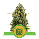 Royal Queen Seeds Diesel Automatic