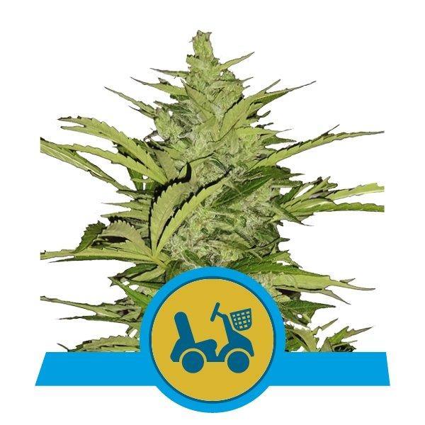 Aeroponica, Autocoltivazione, Brands_Royal Queen Seeds, cbd, Coltivazione, Idroponica, Indoor, Outdoor, Semi, Semi da collezione, THC, Tipo_CBD - doisgrowshop.it