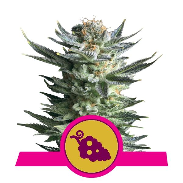 Royal Queen Seeds Fruit Spirit