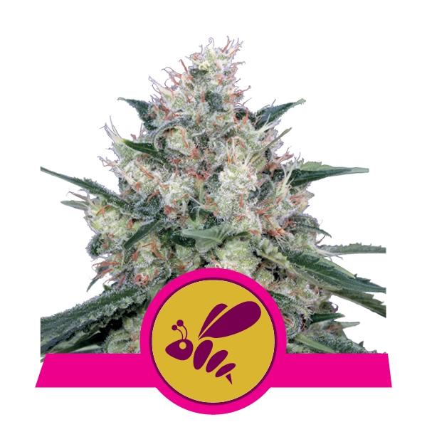 Royal Queen Seeds Honey Cream (Fast Flowering)