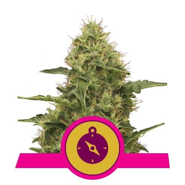 Aeroponica, Autocoltivazione, Brands_Royal Queen Seeds, Coltivazione, FEMMINIZZATI, Idroponica, Indoor, Outdoor, Semi, Semi da collezione, THC, Tipo_Femminizzati - doisgrowshop.it