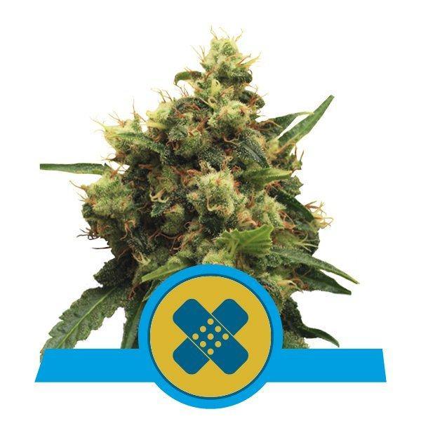 Aeroponica, Brands_Royal Queen Seeds, cbd, Coltivazione, Idroponica, Indoor, Outdoor, Semi, Semi da collezione, THC, Tipo_CBD - doisgrowshop.it