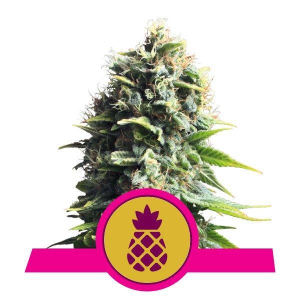 Aeroponica, Brands_Royal Queen Seeds, Coltivazione, FEMMINIZZATI, Idroponica, Indoor, Outdoor, Semi, Semi da collezione, THC, Tipo_Femminizzati - doisgrowshop.it