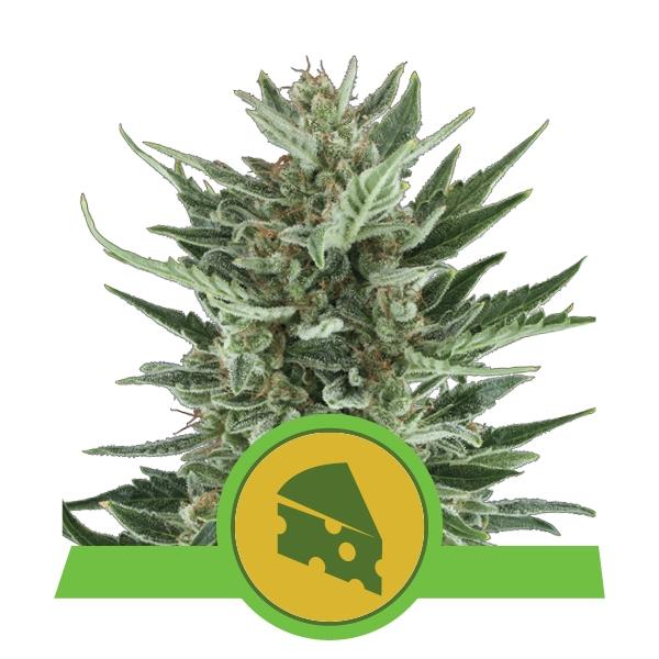 Royal Queen Seeds Royal Cheese Automatic