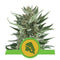 Royal Queen Seeds Royal Cheese Automatic 