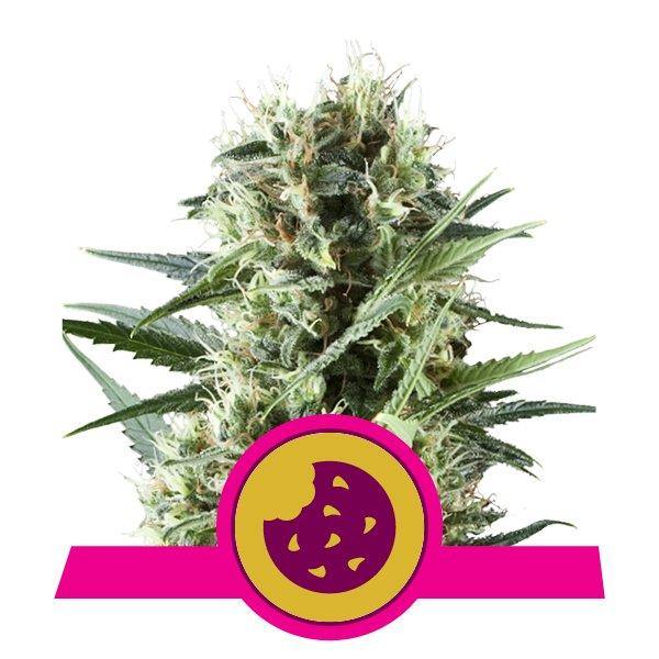 Aeroponica, Brands_Royal Queen Seeds, Coltivazione, FEMMINIZZATI, Idroponica, Indoor, Outdoor, Semi, Semi da collezione, THC, Tipo_Femminizzati - doisgrowshop.it