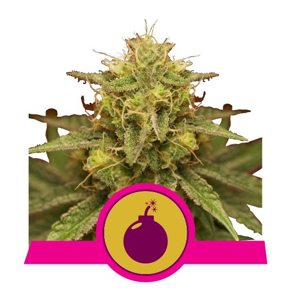 Royal Queen Seeds Royal Domina