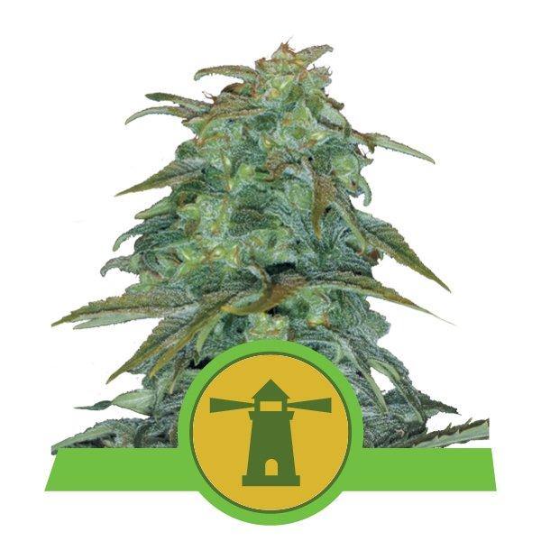 Aeroponica, AUTOFIORENTI, Brands_Royal Queen Seeds, Coltivazione, Idroponica, Indoor, Outdoor, Semi, THC, Tipo_Auto Fiorenti - doisgrowshop.it