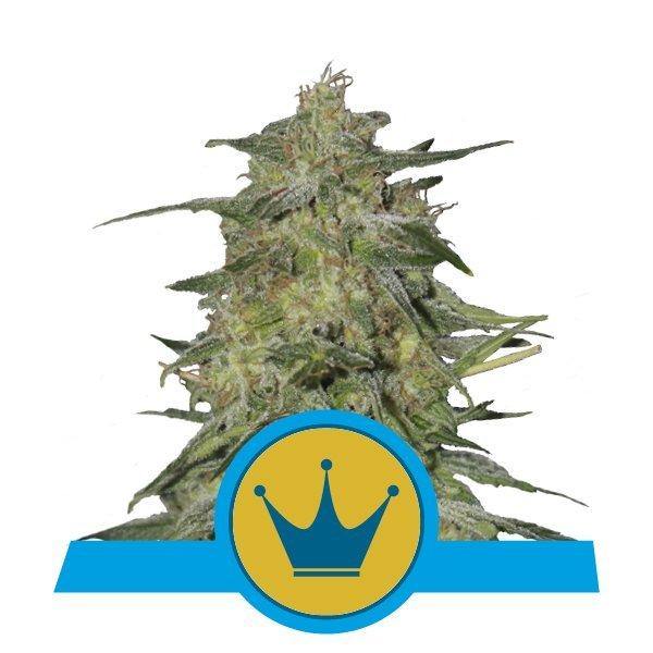 Aeroponica, Brands_Royal Queen Seeds, cbd, Coltivazione, Idroponica, Indoor, Outdoor, Semi, THC, Tipo_CBD - doisgrowshop.it