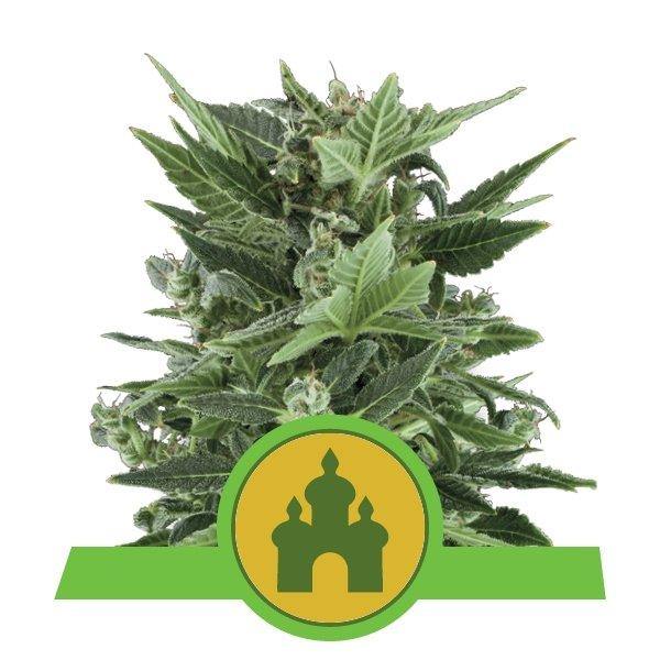 Aeroponica, AUTOFIORENTI, Brands_Royal Queen Seeds, Coltivazione, Idroponica, Indoor, Outdoor, Semi, THC, Tipo_Auto Fiorenti - doisgrowshop.it