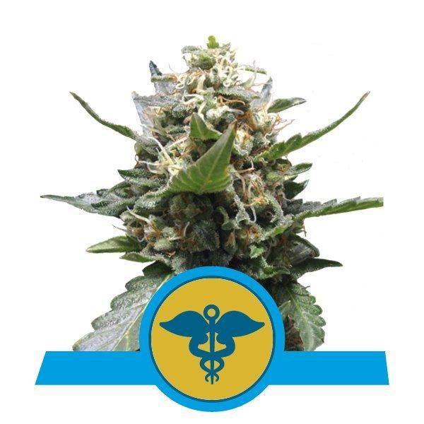 Aeroponica, Brands_Royal Queen Seeds, cbd, Coltivazione, Idroponica, Indoor, Outdoor, Semi, THC, Tipo_CBD - doisgrowshop.it