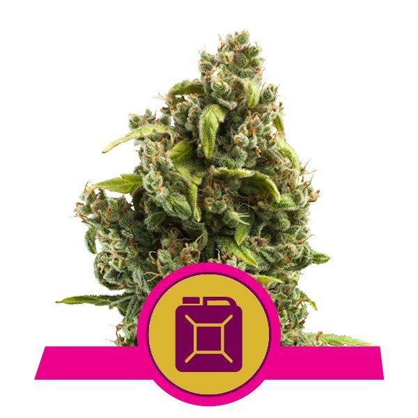 Royal Queen Seeds Sour Diesel