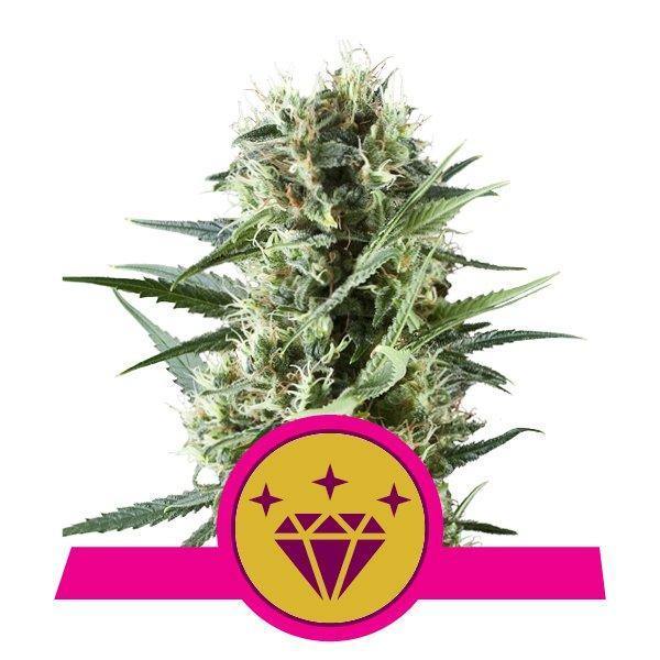 Aeroponica, Brands_Royal Queen Seeds, Coltivazione, FEMMINIZZATI, Idroponica, Indoor, Outdoor, Semi, THC, Tipo_Femminizzati - doisgrowshop.it