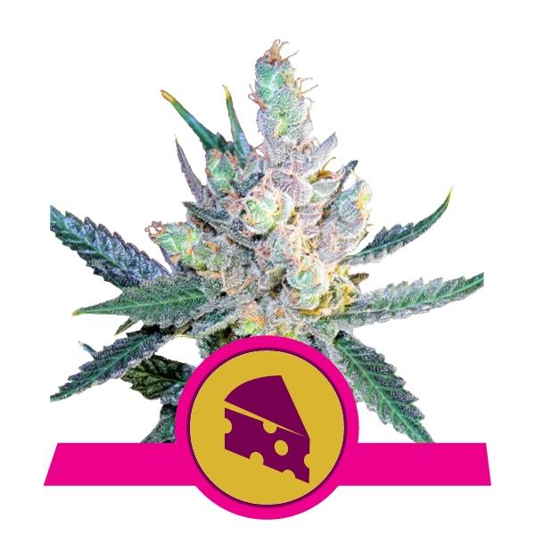 Royal Queen Seeds Royal Cheese (Fast Flowering)
