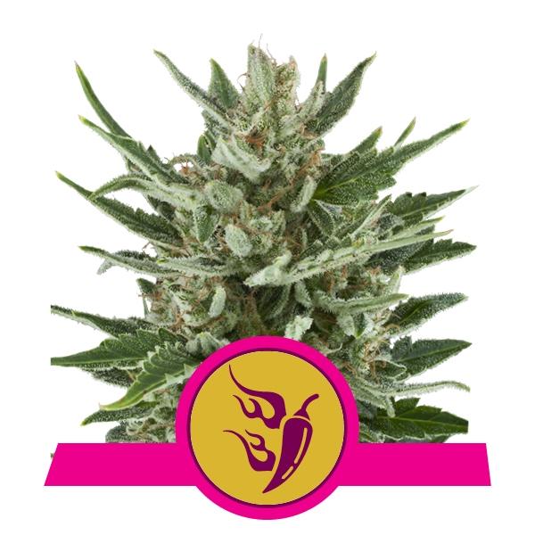 Royal Queen Seeds Speedy Chile (Fast Flowering)