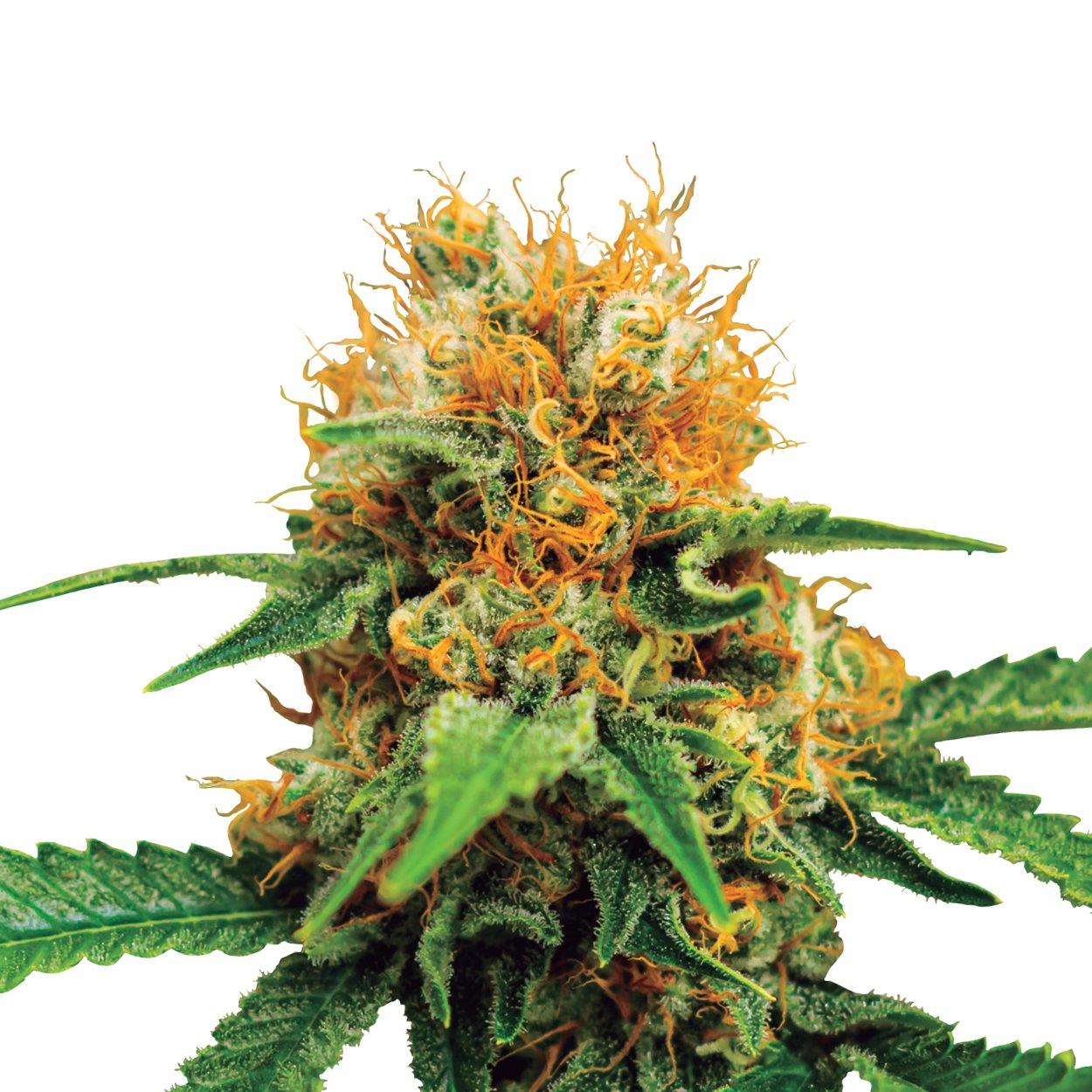 Aeroponica, Autocoltivazione, AUTOFIORENTI, Brands_Royal Queen Seeds, Coltivazione, Do-Si-Dos Auto, Idroponica, Indoor, Outdoor, Semi, Semi da collezione, THC, Tipo_Auto Fiorenti - doisgrowshop.it