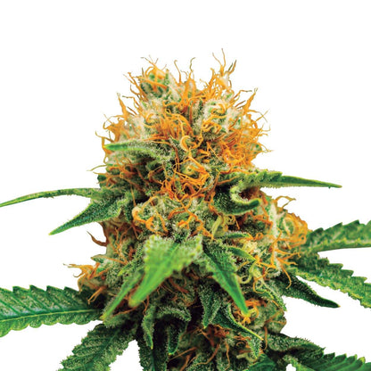 Aeroponica, Autocoltivazione, AUTOFIORENTI, Brands_Royal Queen Seeds, Coltivazione, Do-Si-Dos Auto, Idroponica, Indoor, Outdoor, Semi, Semi da collezione, THC, Tipo_Auto Fiorenti - doisgrowshop.it