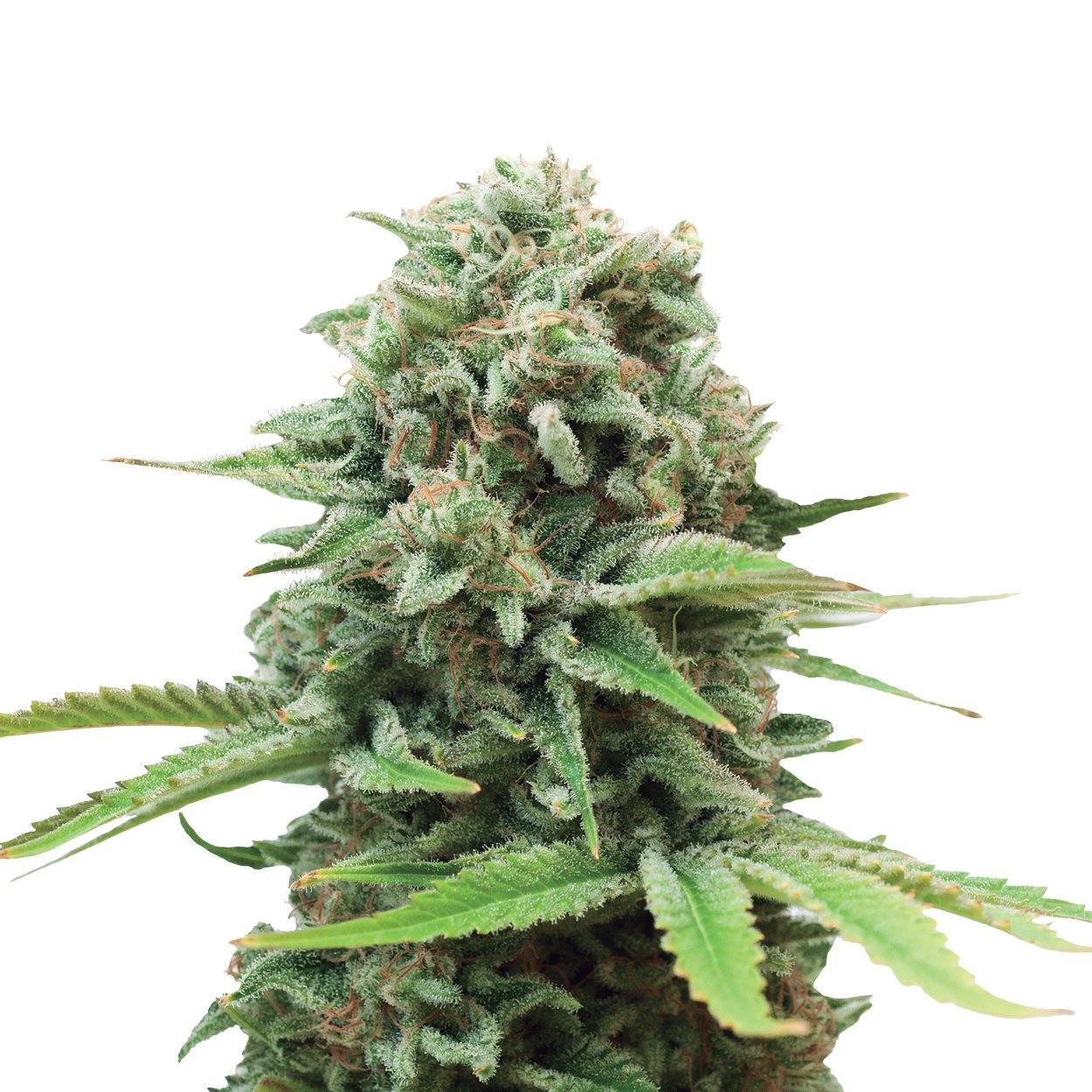 Aeroponica, Autocoltivazione, Brands_Royal Queen Seeds, Coltivazione, FEMMINIZZATI, Idroponica, Indoor, Outdoor, Royal Runtz, Semi, Semi da collezione, THC, Tipo_Femminizzati - doisgrowshop.it