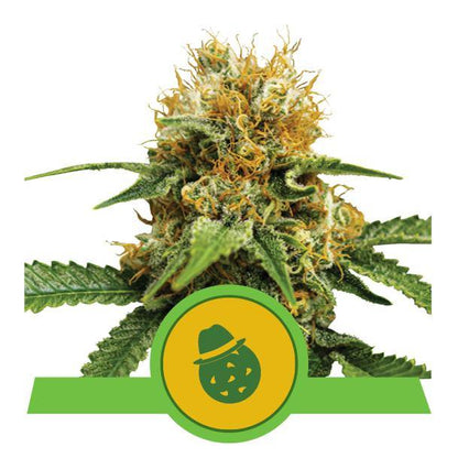 Aeroponica, Autocoltivazione, AUTOFIORENTI, Brands_Royal Queen Seeds, Coltivazione, Do-Si-Dos Auto, Idroponica, Indoor, Outdoor, Semi, Semi da collezione, THC, Tipo_Auto Fiorenti - doisgrowshop.it